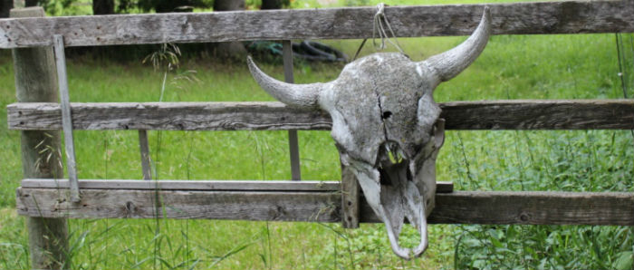 gate at ANPO-Bison Ranch near Rossburn, Manitoba